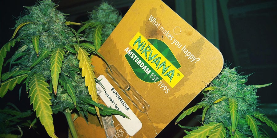 Nirvana Seeds: Verpakkingen NIRVANA SEEDS: VERPAKKINGEN