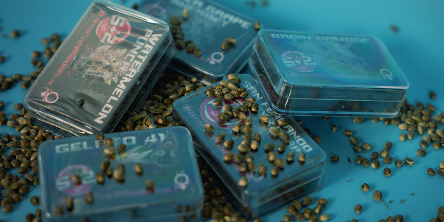 Waar Kan Ik De Wietzaadjes Van Growers Choice Kopen? Wietzaadjes Growers Choice kopen