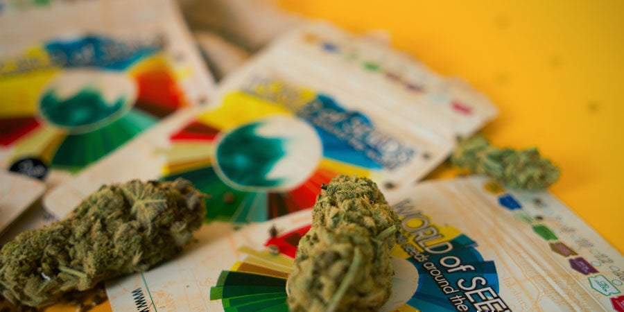 Wat Zijn De Beste Wietzaadjes Van World Of Seeds?