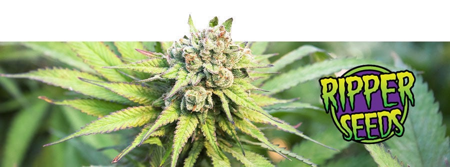 Ripper Seeds Ripper Seeds