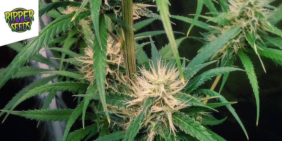 Ripper Haze - Ripper Seeds Ripper Haze - Ripper Seeds