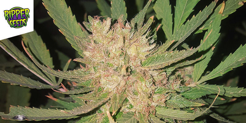 Zombie Kush - Ripper Seeds Zombie Kush - Ripper Seeds