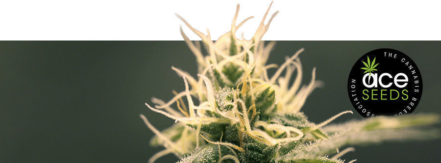 Informatie Over ACE Seeds