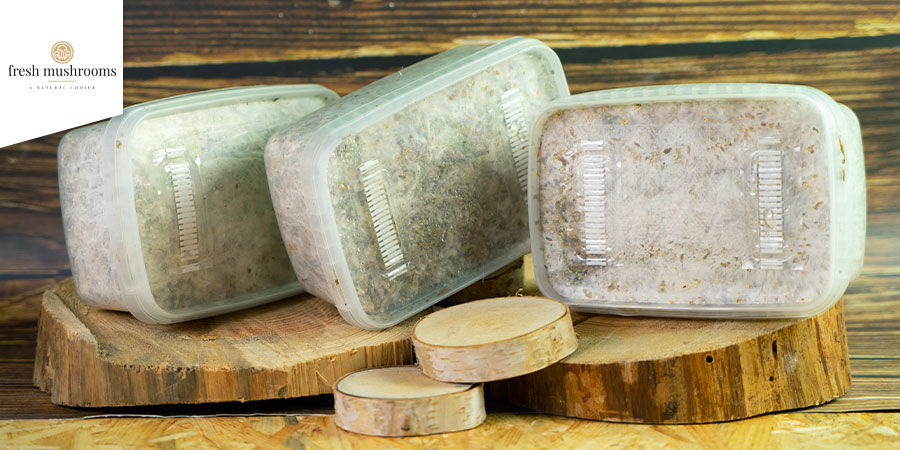 Grow Kits Fresh Mushrooms Paddo Grow Kits Fresh Mushrooms