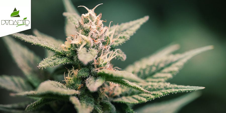 Super Hash (Pyramid Seeds) Feminized