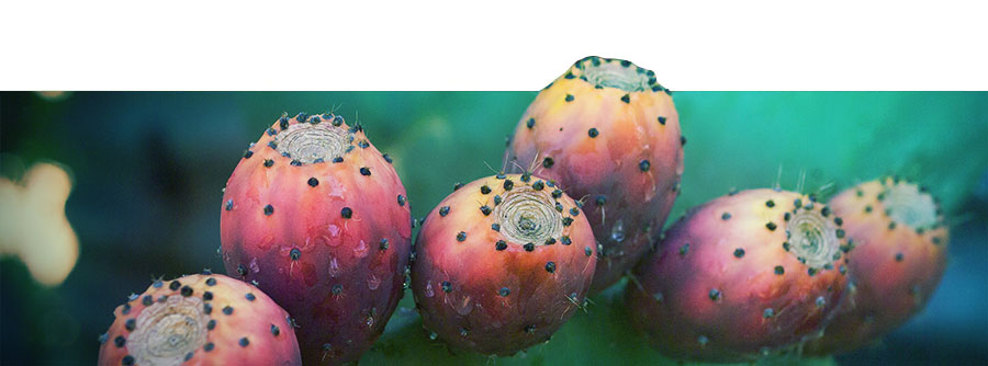 De Ultieme Mescaline Cactus Gids De Ultieme Mescaline Cactus Gids