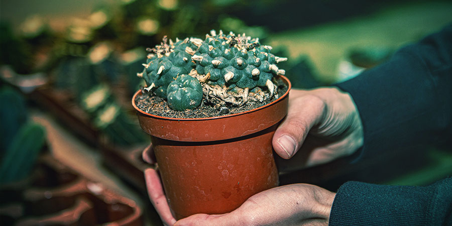 Repotting Or Transplanting A Cactus