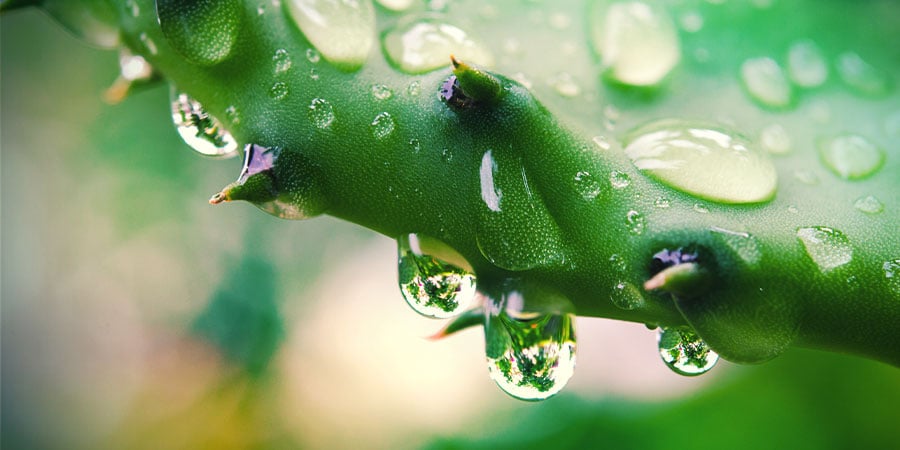 Lighting And Watering Your Cactus