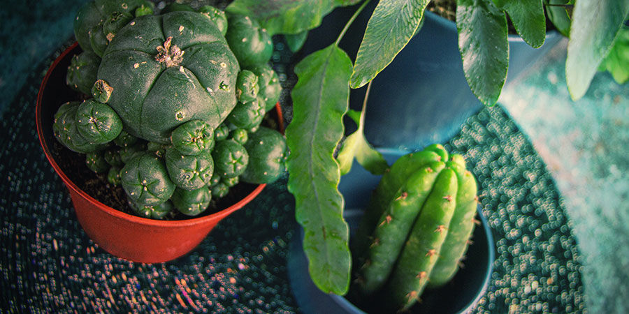 VERSCHILLENDE SOORTEN MESCALINE CACTUSSEN