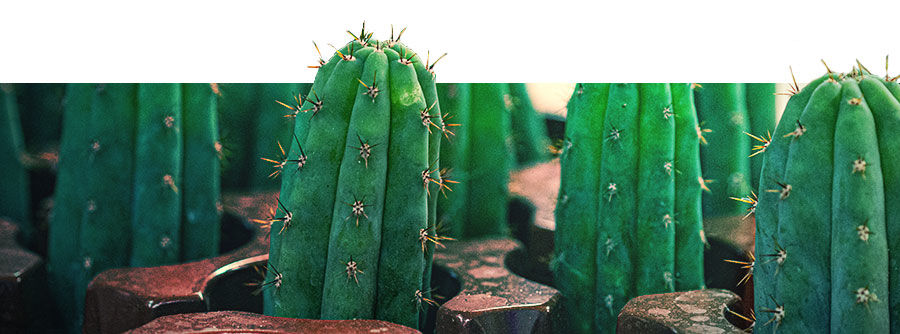 Informatie Over Mescaline Cactussen Informatie Over Mescaline Cactussen