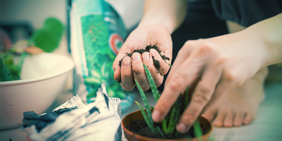 AARDEMIX VOOR CACTUSSEN