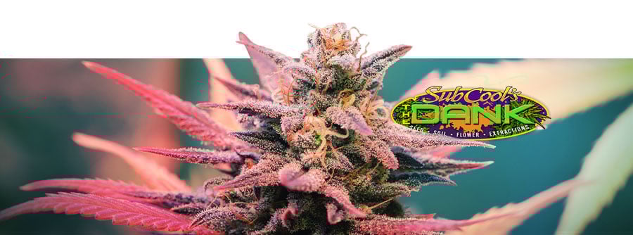 Informatie Over The Dank Seeds Informatie Over The Dank Seeds