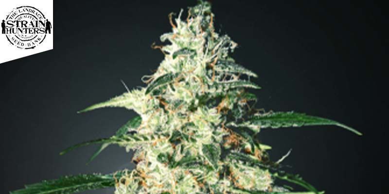 Skunk Autoflowering (Strain Hunters)