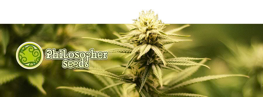 Informatie Over Philosopher Seeds Informatie Over Philosopher Seeds
