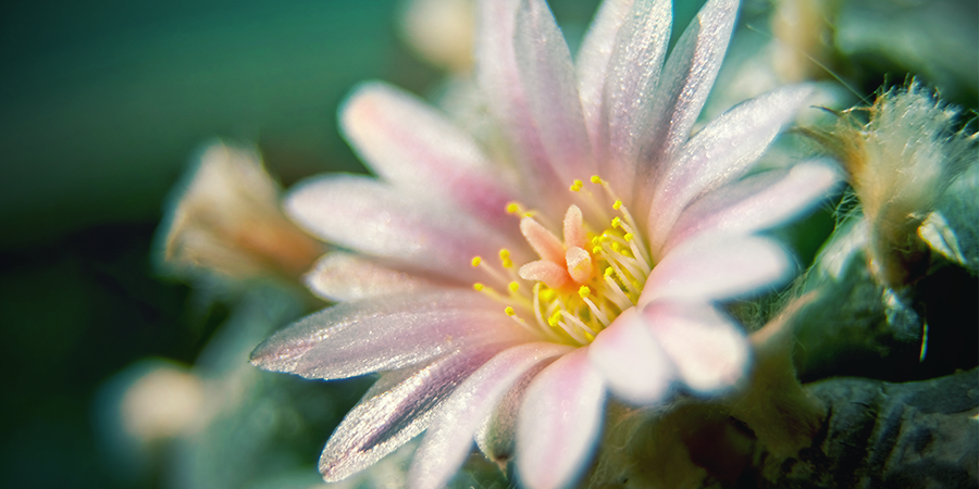 Mescaline Cactussen