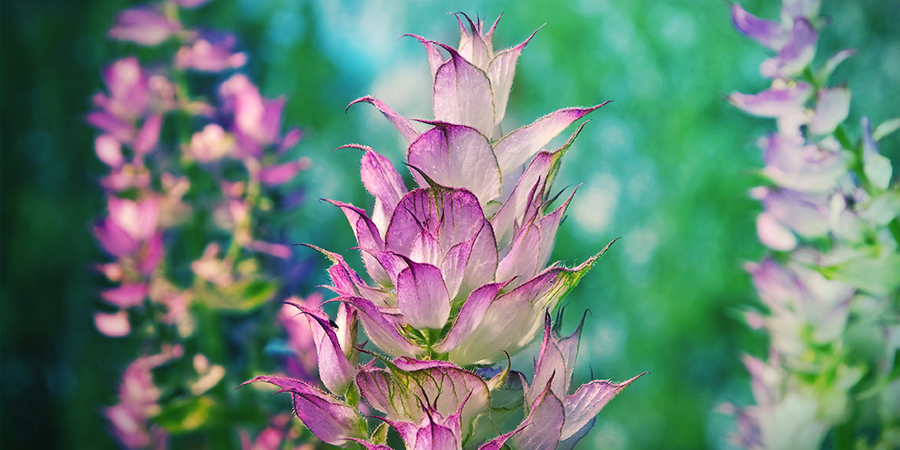 Salvia