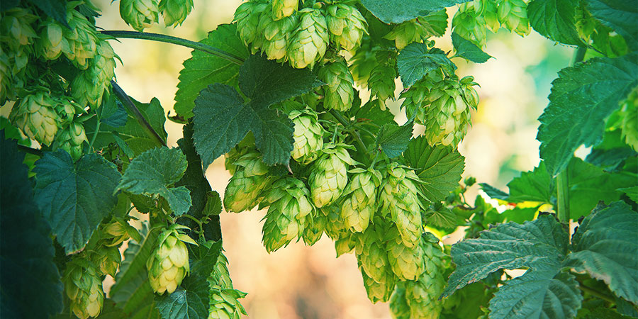 Hop voor bier