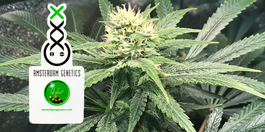 Verpakking Van Amsterdam Genetics Verpakking Van Amsterdam Genetics