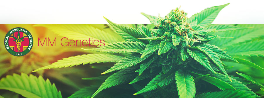 Informatie Over Medical Marijuana Genetics Informatie Over Medical Marijuana Genetics