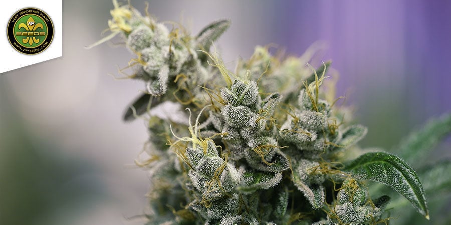 Atlant CBD Van VIP Seeds Atlant CBD Van VIP Seeds