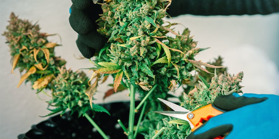 Soorten Met Veel CBD Vs. Soorten Met Veel THC Soorten Met Veel CBD Vs. Soorten Met Veel THC