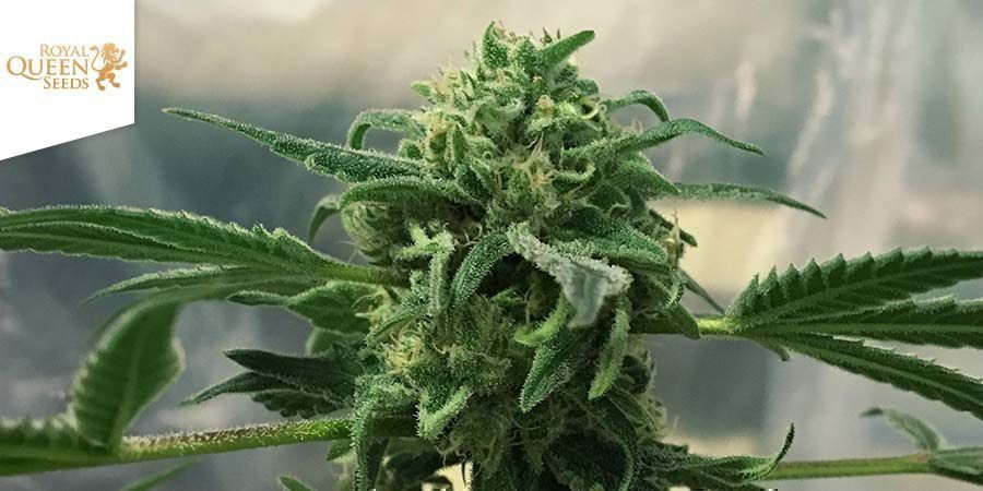Royal Highness Van Royal Queen Seeds Royal Highness Van Royal Queen Seeds