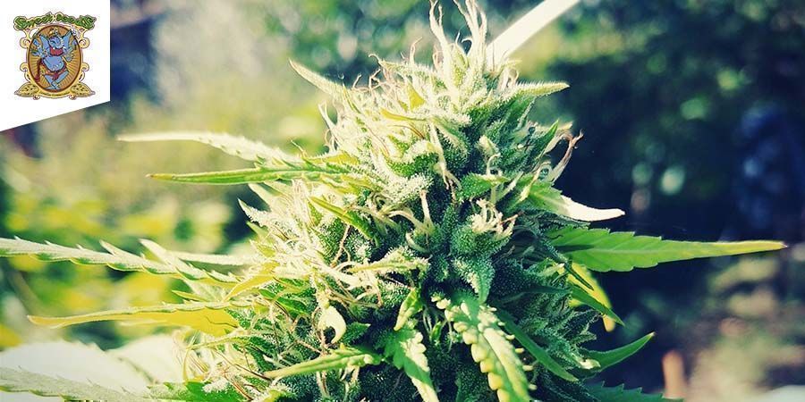 Sweet Pure CBD Van Sweet Seeds Sweet Pure CBD Van Sweet Seeds