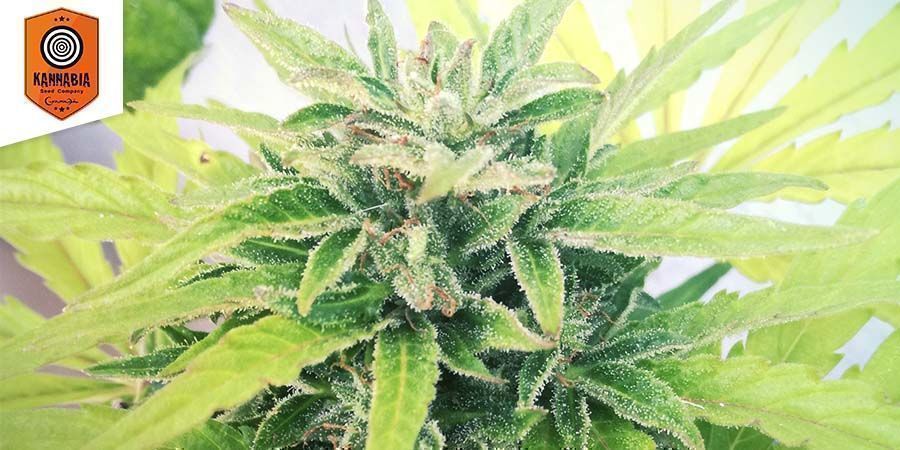 Swiss Dream Auto CBD Van Kannabia Seeds Swiss Dream Auto CBD Van Kannabia Seeds