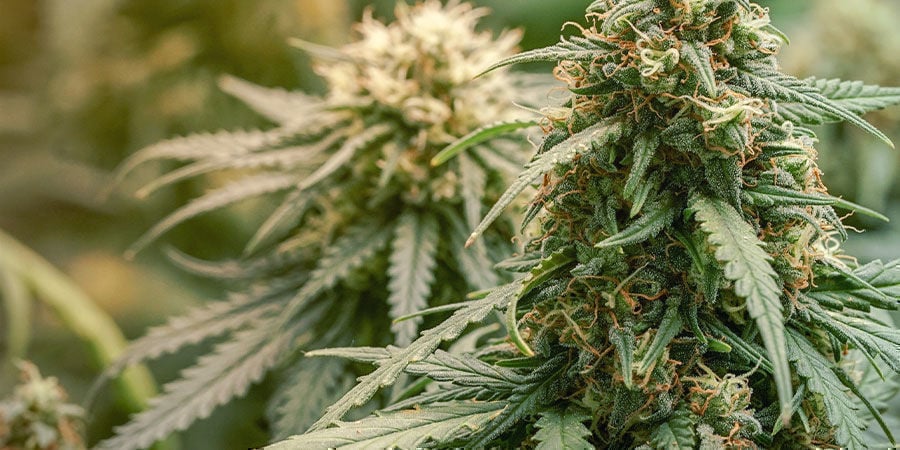 Wat Wordt Beschouwd Als Wiet Met Een Hoog CBD-gehalte? Wat Wordt Beschouwd Als Wiet Met Een Hoog CBD-gehalte?