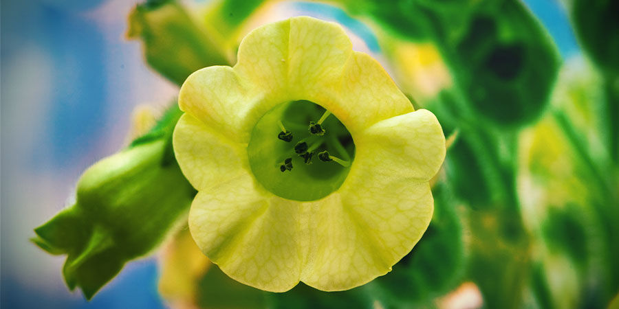 Azteekse Tabak (Nicotiana rustica)  (Mapacho)