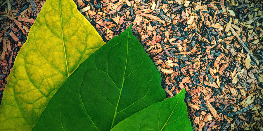 Tabak (Nicotiana tabacum)
