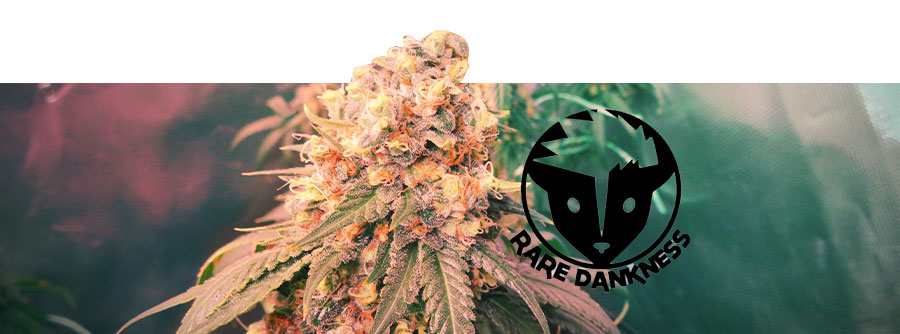 Informatie Over Rare Dankness Informatie Over Rare Dankness