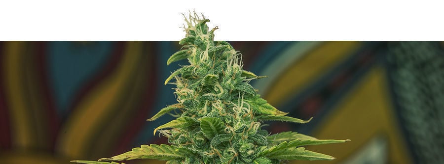 Informatie Over Kalashnikov Seeds