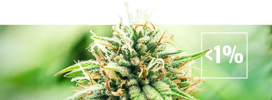 Alles Over Wiet Met Een Laag Thc-gehalte (Minder Dan 1%) Alles over wiet met een laag THC-gehalte (minder dan 1%)