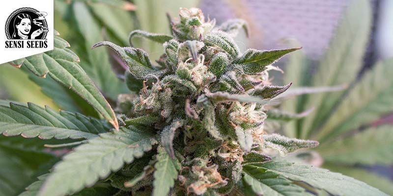 Sensi Skunk (Sensi Seeds)
