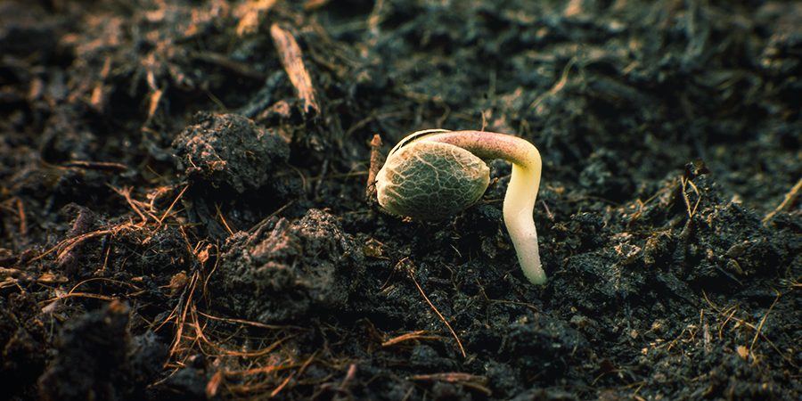 Hoe laat je de zaden van Sensi Seeds ontkiemen?