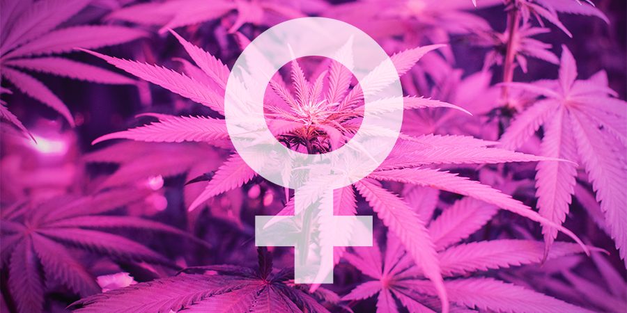 Wat zijn de beste feminized wietzaadjes van Sensi Seeds?