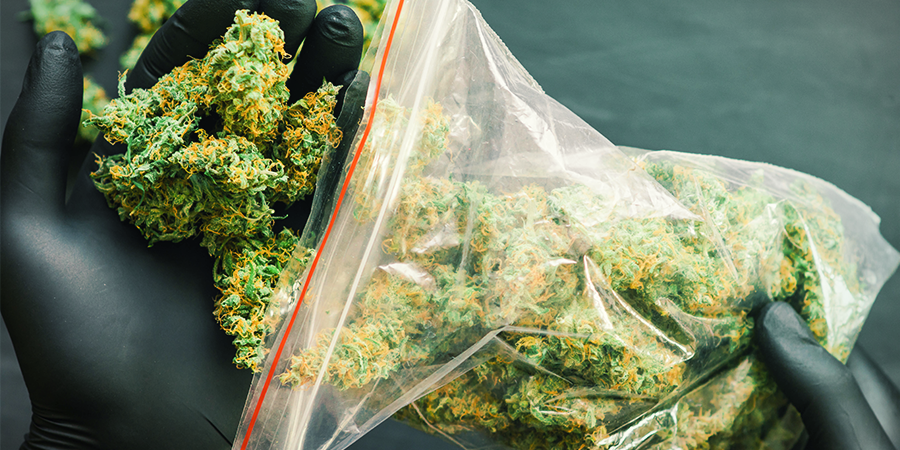 de productiefste wietsoorten van Sensi Seeds