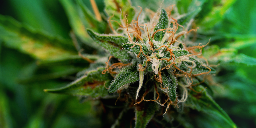 Feminized And Regular Photoperiod Cannabis Plants