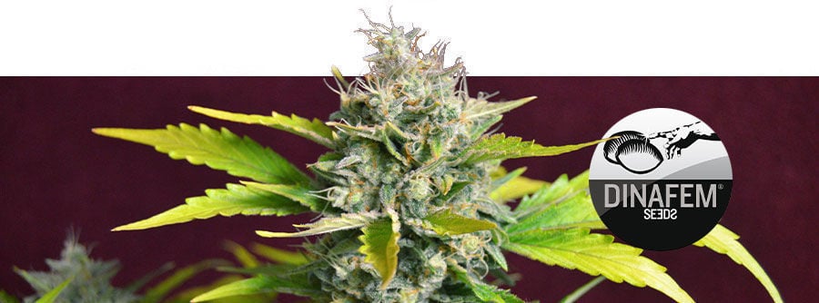 Informatie Over Dinafem Informatie Over Dinafem