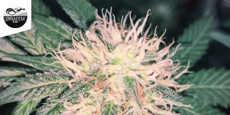 Blue Widow (Dinafem)