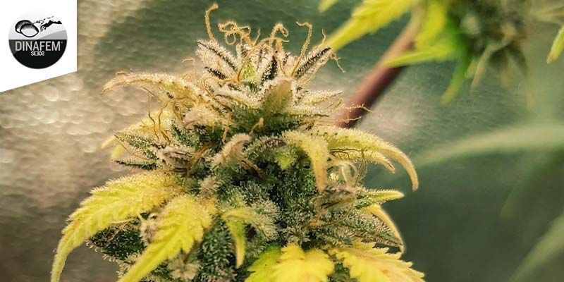 Bubba Kush (Dinafem)