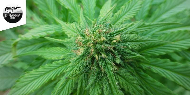 Original Amnesia (dinafem)