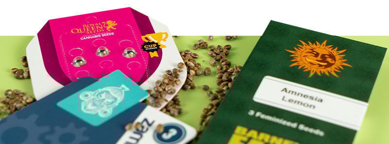 Over Amnesia strains Over Amnesia strains