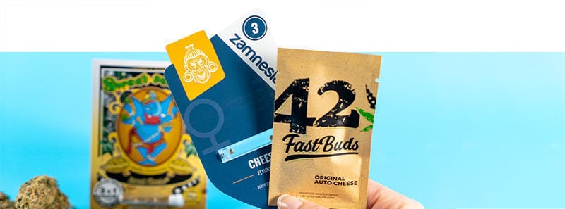 Over Cheese strains Over Cheese strains