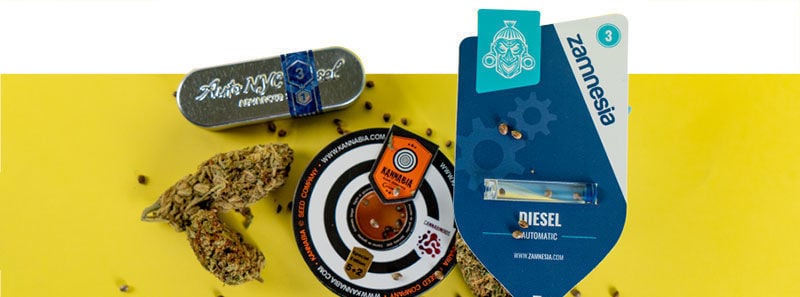 Alles over Diesel strains