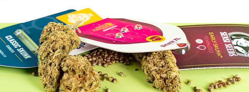 Over Skunk strains Over Skunk strains