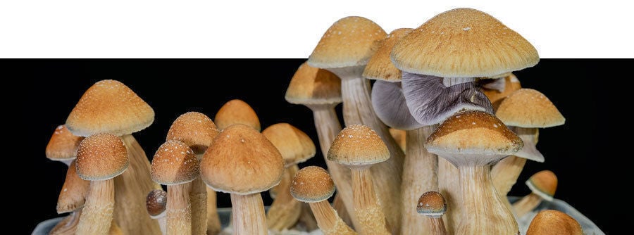 Koop magic mushroom kweeksets online