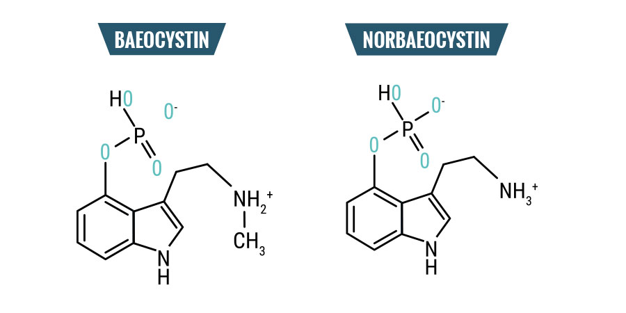 Baeocystine & Norbaeocystine