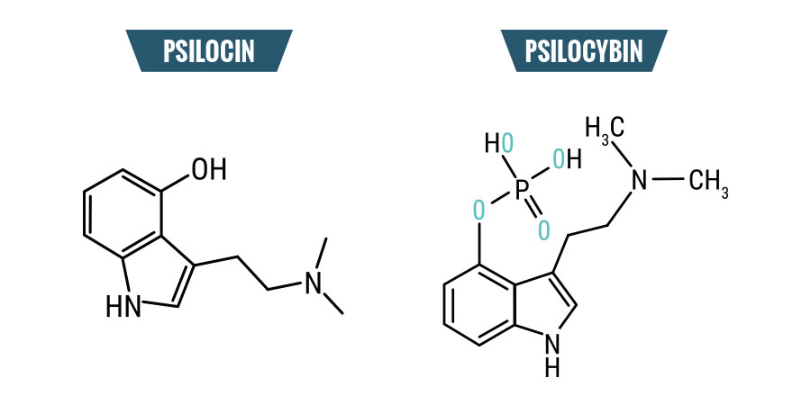 Psilocybine en psilocine